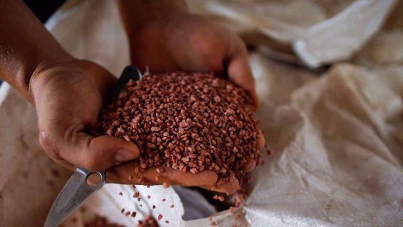 Guterres Warns of Global Food Crisis Amid West's Anti-Russia Stance