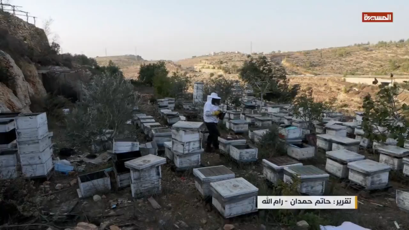Settling the Land, Stealing the Bees: Zionist Settlements Strangle Palestinian Livelihoods