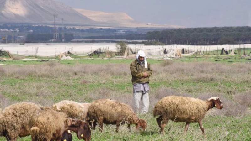 Armed Israeli Settlers Steal Hundreds of Sheep from Bedouins in Occupied West Bank