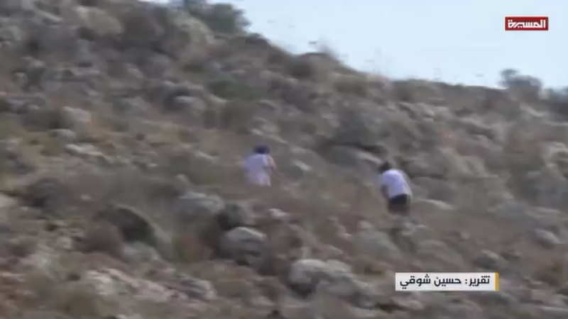 In Occupied West Bank, Olive Harvest Turns into a Battle for Survival