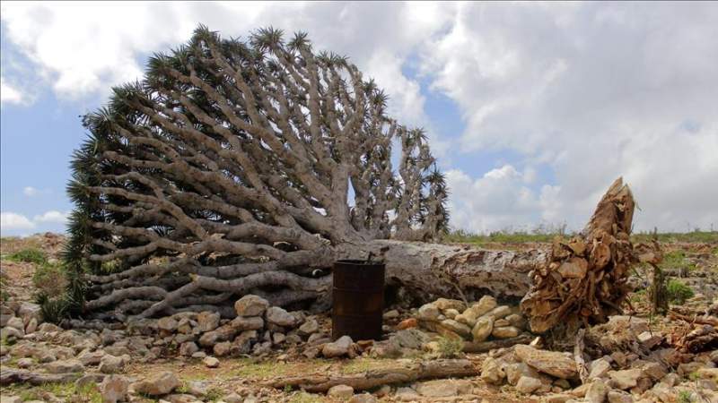 Socotra Island Suffers of US-Saudi Aggression Crimes, Destruction of Ecosystem