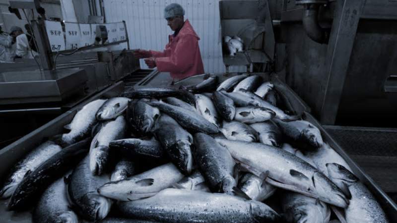 Russia Withdraws from Fishing Deal with Britain after UK’s New Sanctions